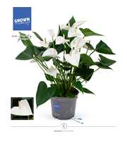 Anthurium - KARMA White | 17cm