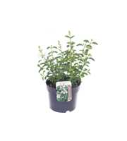 Salvia microphylla Heatwave Glimmer