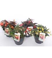 Begonia Mix