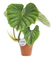 Philodendron Plowmanii