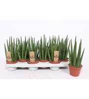 Sansevieria Tough Guy Mikado