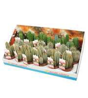 Cereus skyline 8,5 cm met etiket