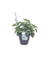 Salvia hybr. Black & Bloom