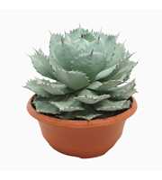 Agave potatorum 35 cm