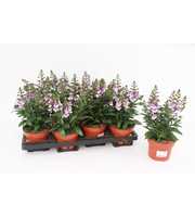 Angelonia Angelmist Lavender Bicolor