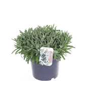 Leontopodium alpinum