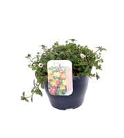 Portulaca Campino Pitaya