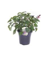 Salvia hybr. Amigo