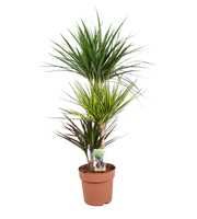 Dracaena Carnaval 60-30-15 (Sunray, Marginata, Mag