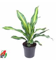 Dracaena Burley kopstek P17