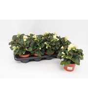 Begonia 'Garden Glory' White