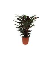 Calathea 19cm Wavestar Rhythm of Nature zonder hoe