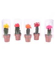 Cactus geent 8,5 cm in solo blister
