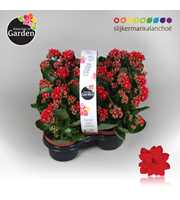 Garden Kalanchoe - Red 4-pack