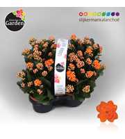 Garden Kalanchoe - Orange 4-pack