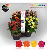 Garden Kalanchoe - Mix In Tray 4-pack