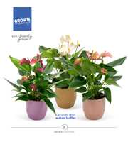 Anthurium - Karma Multiflora Mix | Waterreservoir