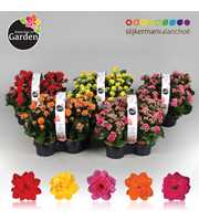 Garden Kalanchoe - Mix Op Laag 4-pack