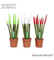 Sansevieria VELVET TOUCHZ® Italië