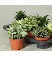 Succulenten mix 12 cm