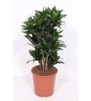 Dracaena Compacta