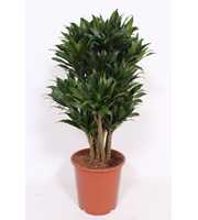 Dracaena Compacta