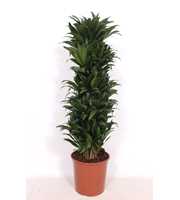 Dracaena Compacta