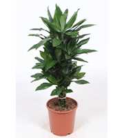 Dracaena Janet Lind