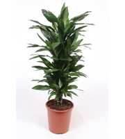 Dracaena Janet Lind