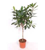 Ficus Cyathistipula