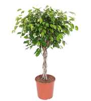 Ficus Exotica