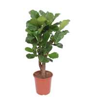 Ficus lyrata