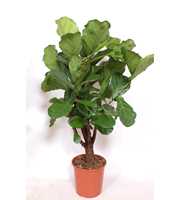 Ficus lyrata