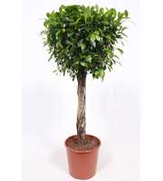 Ficus Nitida