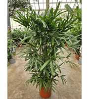 Rhapis excelsa