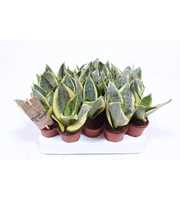 Sansevieria Golden Hahnii