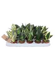 Sansevieria Hahnii Mix