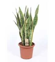 Sansevieria Laurentii