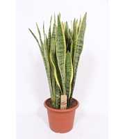 Sansevieria Laurentii