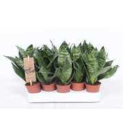 Sansevieria Hahnii