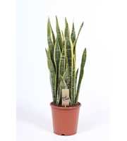 Sansevieria Laurentii