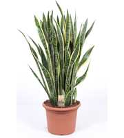 Sansevieria Laurentii