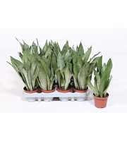 Sansevieria Moonshine