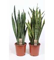 Sansevieria mix