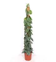 Scindapsus Trebie