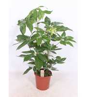 Schefflera actinophylla 'Amate'