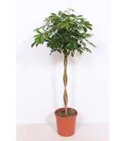 Schefflera arboricola 'Compacta'