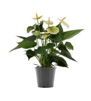 Anthurium Vanilla in in transparant sleeve