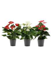 Anthurium 3 color mix in transparant sleeve