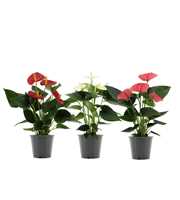 Anthurium 3 color mix in transparant sleeve